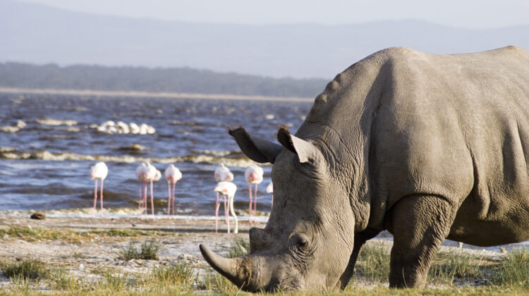 Tsavo East – Amboseli – Lake Nakuru & Masai Mara – 6 days