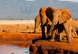 Tsavo West & Amboseli parks safari tour (3-day / 2- night)