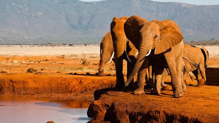 Tsavo West & Amboseli parks safari tour (3-day / 2- night)