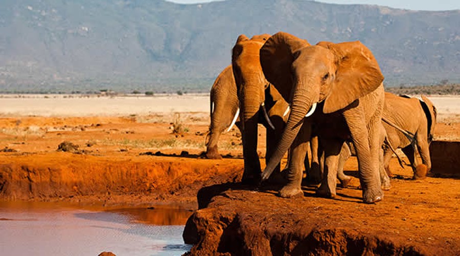 Tsavo West & Amboseli parks safari tour (3-day / 2- night)
