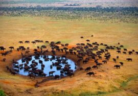Tsavo West National Park