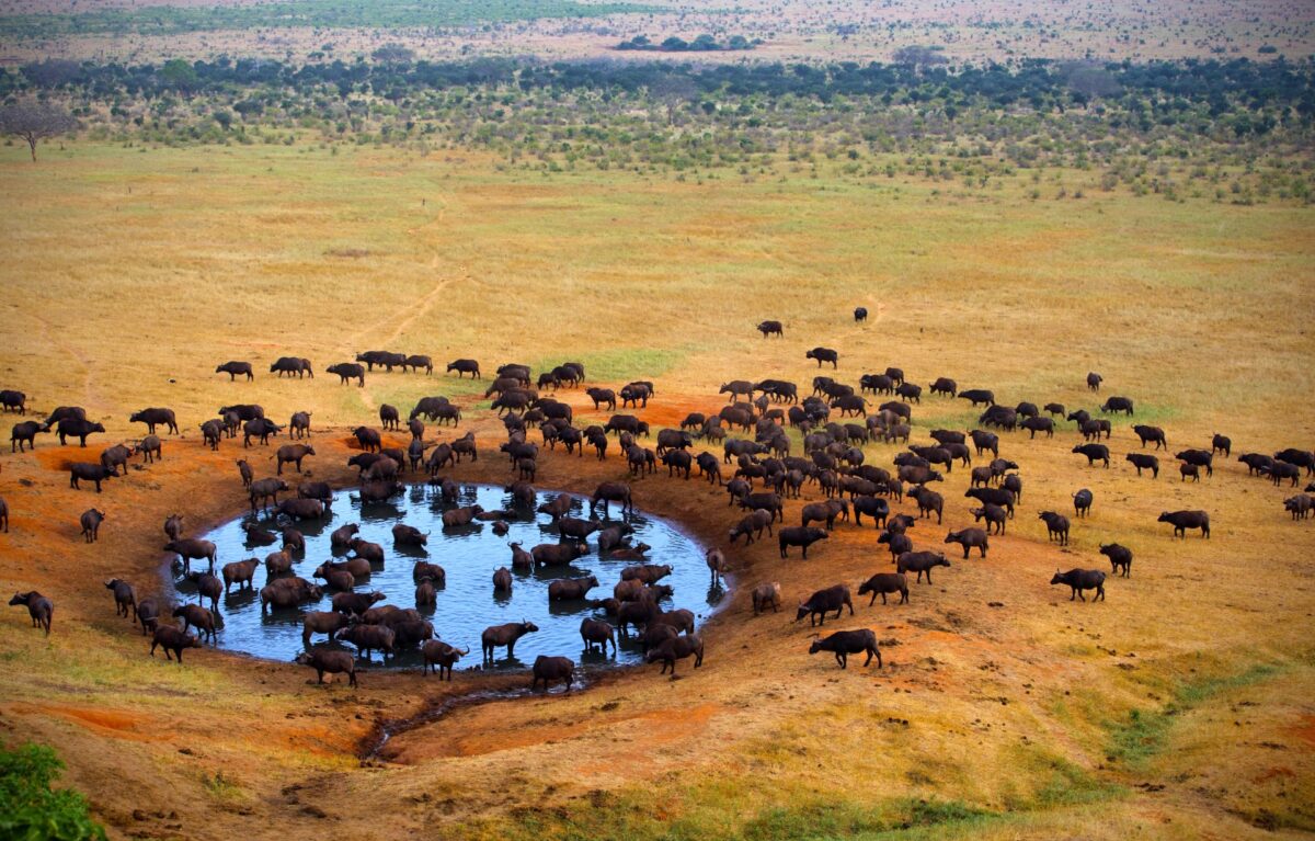 Tsavo West National Park
