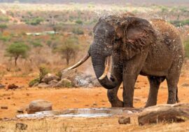 Tsavo West National Park