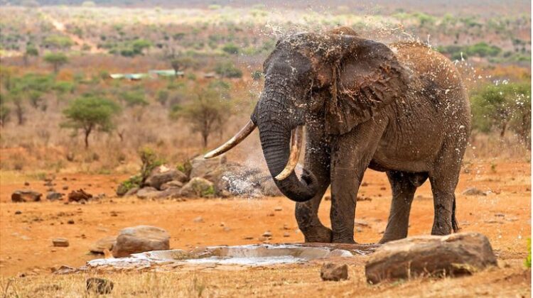 Tsavo West National Park