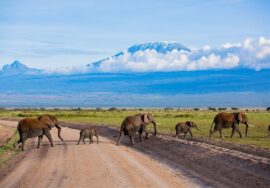 Tsavo West – Amboseli 3-day / 2-night tour