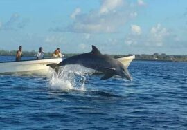 Wasini Dhow & Dolphin excursion