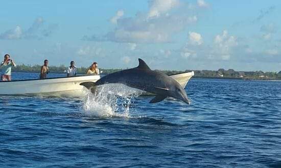 Wasini Dhow & Dolphin excursion