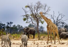 Zanzibar To Serengeti 3-Day Flight Safari