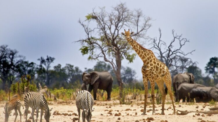 Zanzibar To Serengeti 3-Day Flight Safari