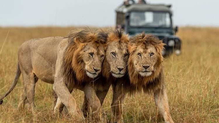 Zanzibar To Tanzania 6-Day Flight Safari