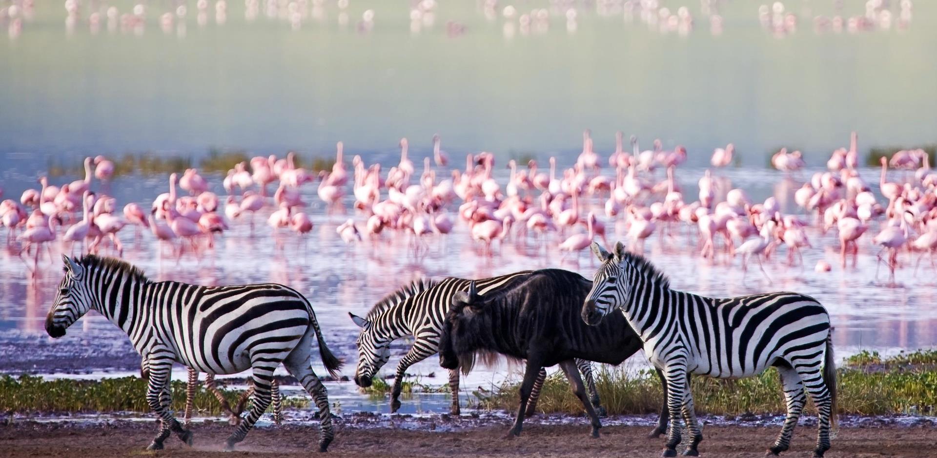 4 Day Tanzania Fly-Drive Safari | Adventure In The Wild Safaris