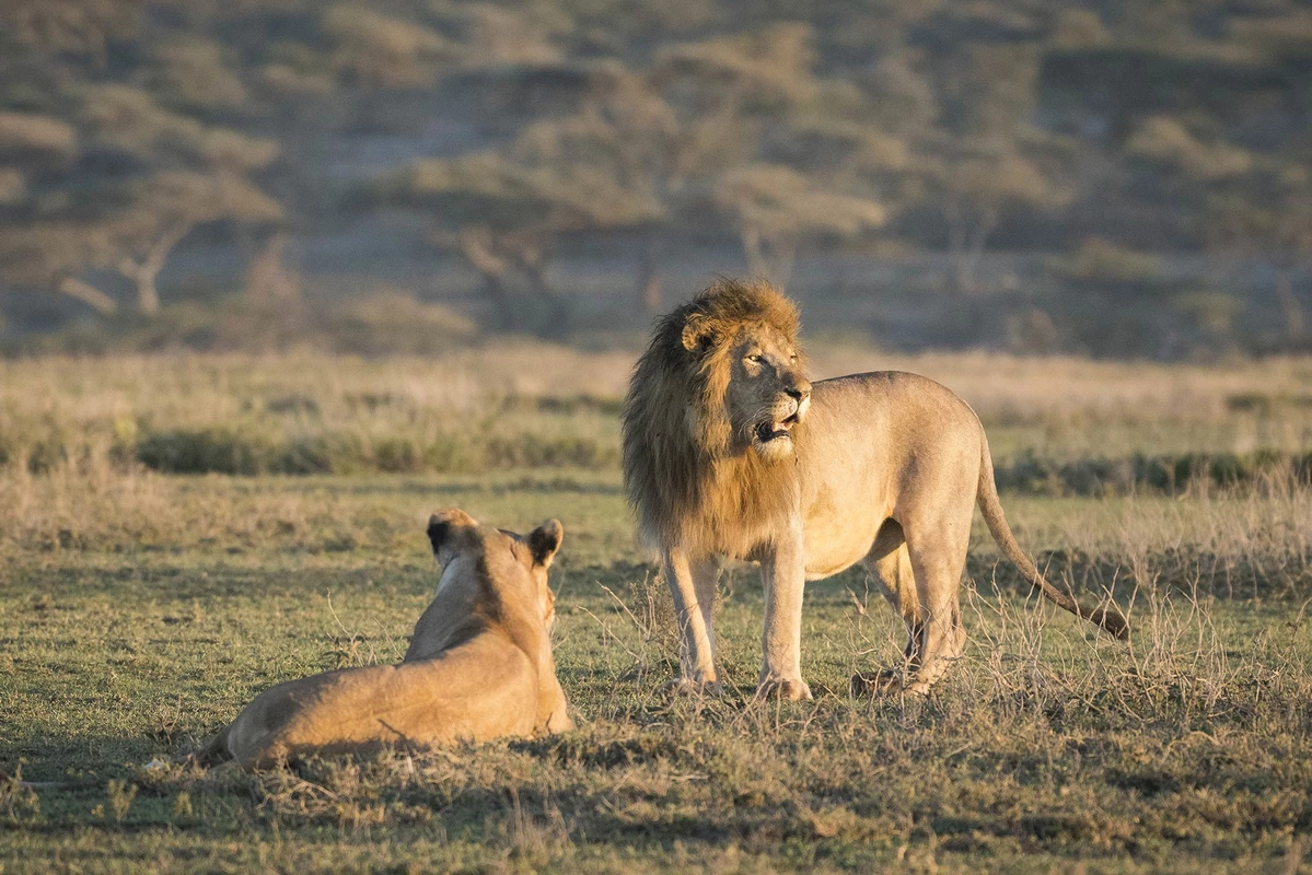 6-Day Safari in Tanzania: Discover 3 Incredible Wildlife Parks