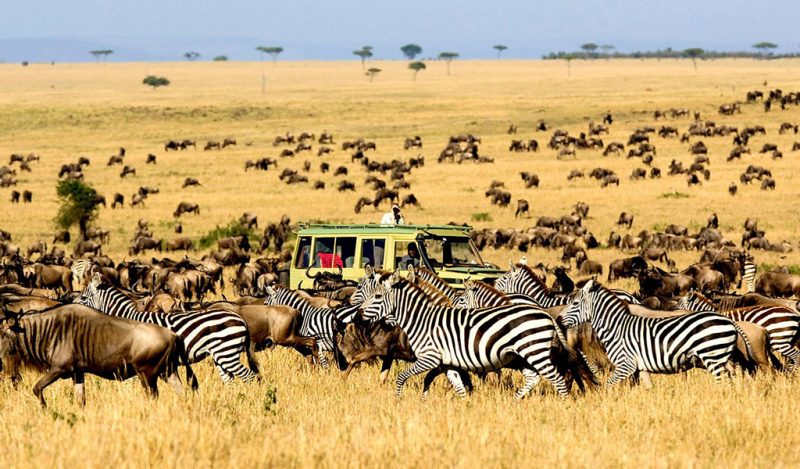 6 Day Tanzania Safari | Adventure In The Wild Safaris