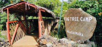Fig Tree Camp