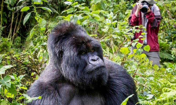 Gorilla Trekking in Uganda
