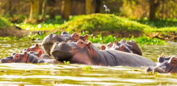Lake Naivasha National Park