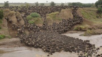 Mara Crossing Camp