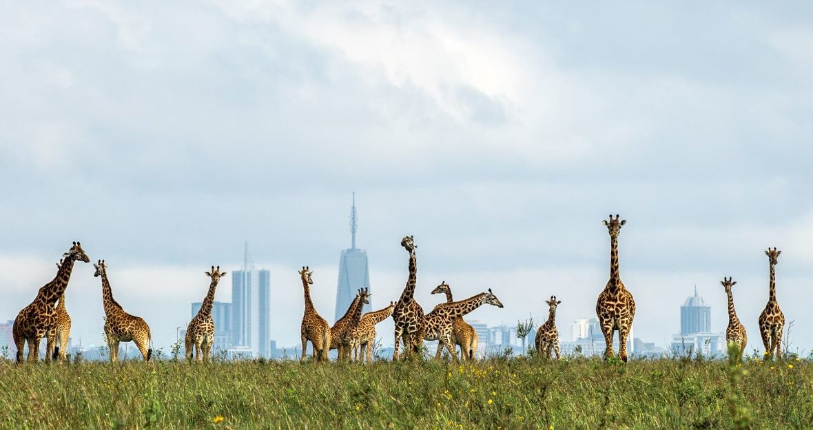 NAIROBI NATIONAL PARK – HALF DAY GROUP TOUR