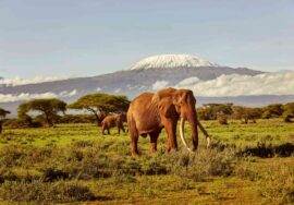 National Park & Game Reserves Rules