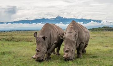 OL PEJETA CONSERVANCY