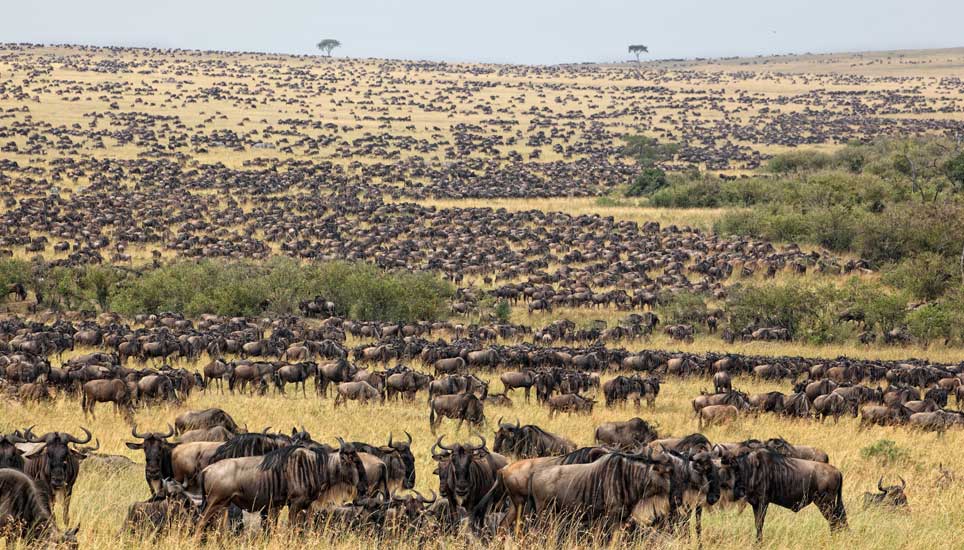 SERENGETI NATIONAL PARK