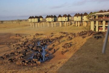 Salt Lick Safari Lodge