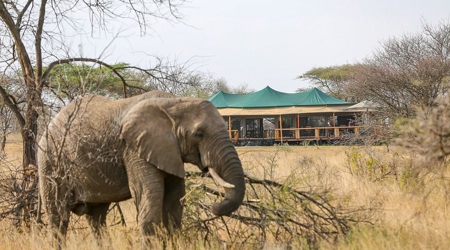 Serengeti Sound of Nature