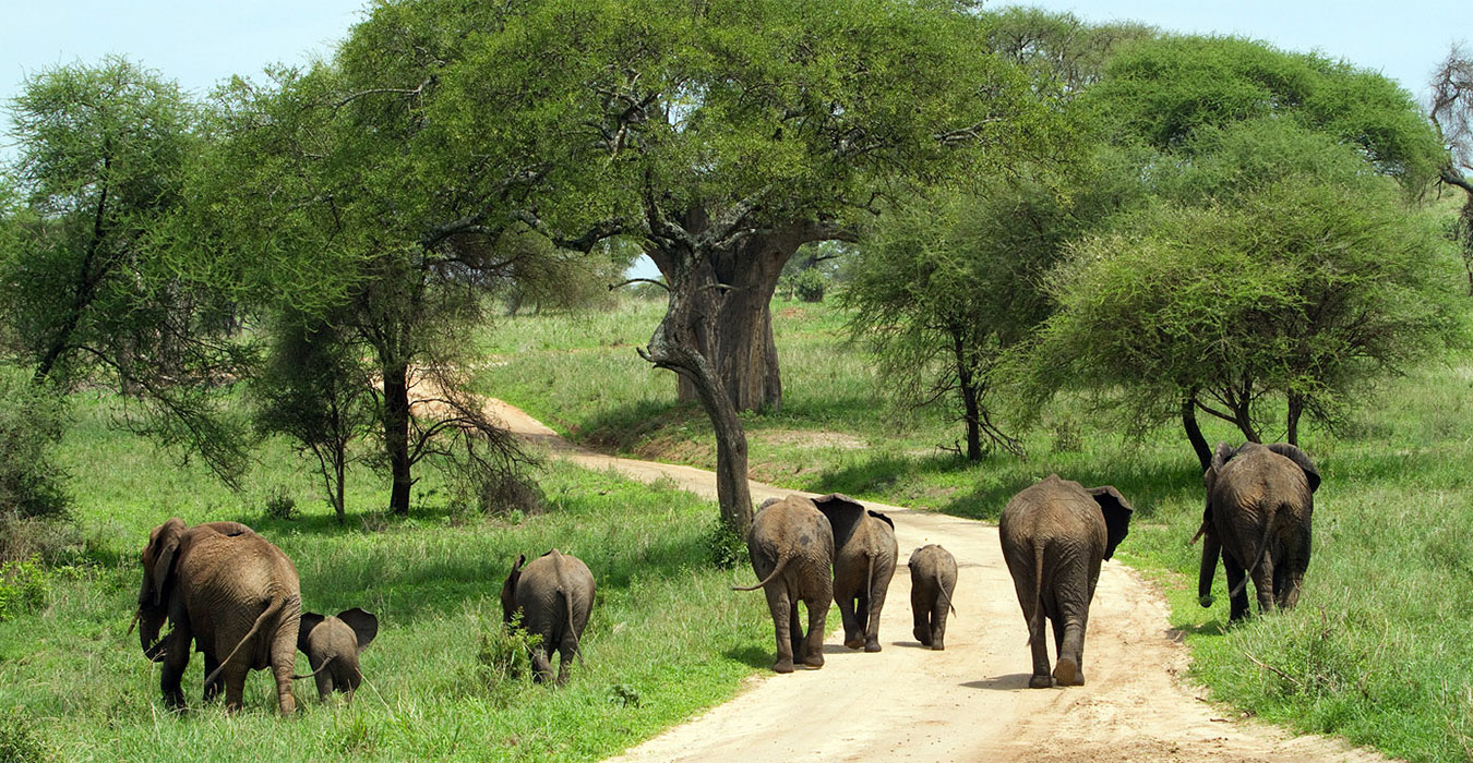 TARANGIRE NATIONAL PARK