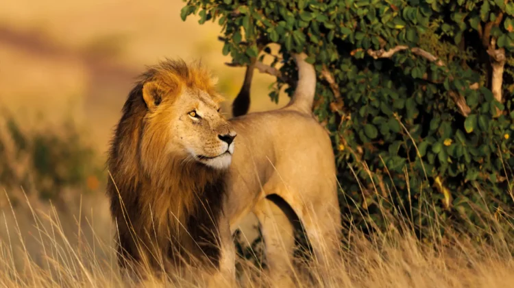 12 Days, 8 National Parks, Nairobi to Kenya Beach Safari Tour by 4×4 jeep