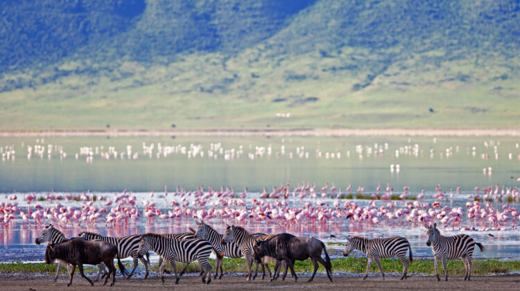 14 DAYS KENYA & TANZANIA TOTAL SAFARI TWO FULL WEEKS OF EAST AFRICA’S GREATEST PARKS