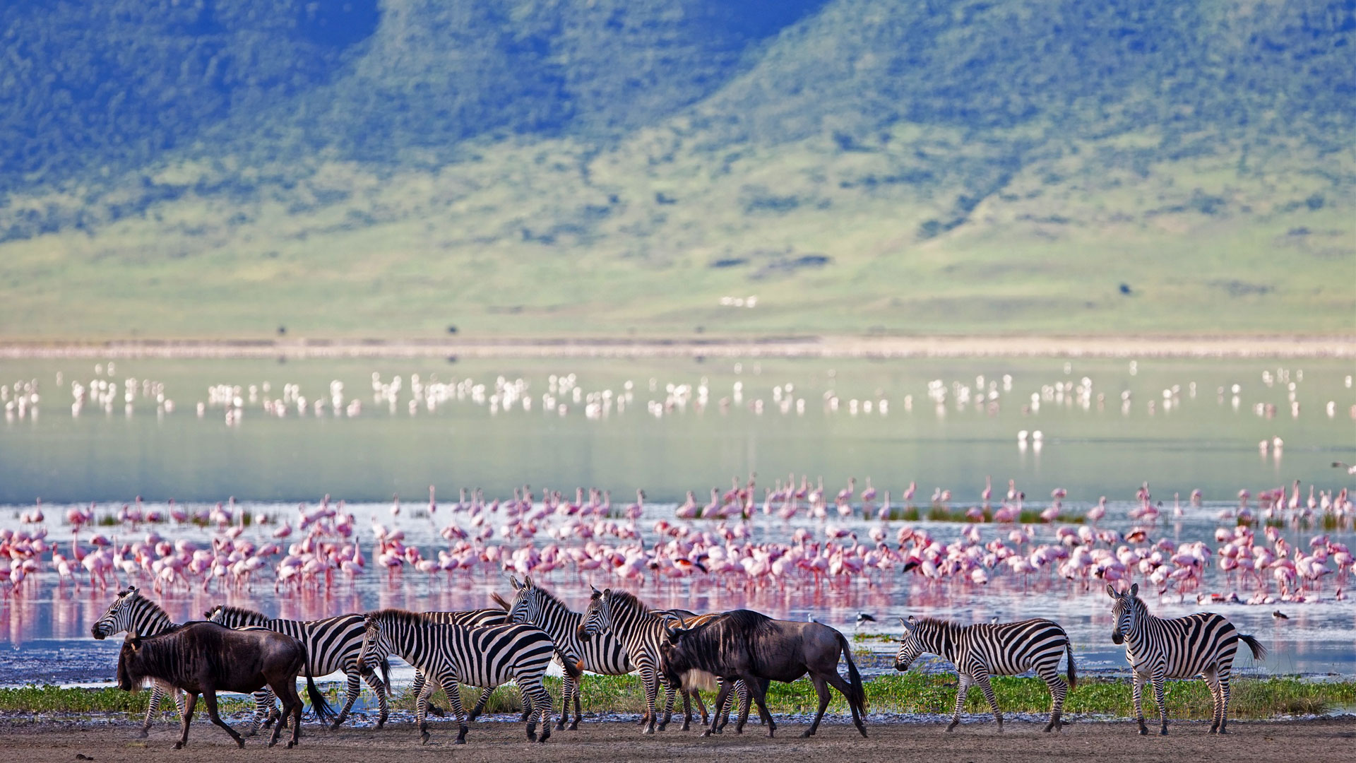 14 DAYS KENYA & TANZANIA TOTAL SAFARI TWO FULL WEEKS OF EAST AFRICA’S GREATEST PARKS