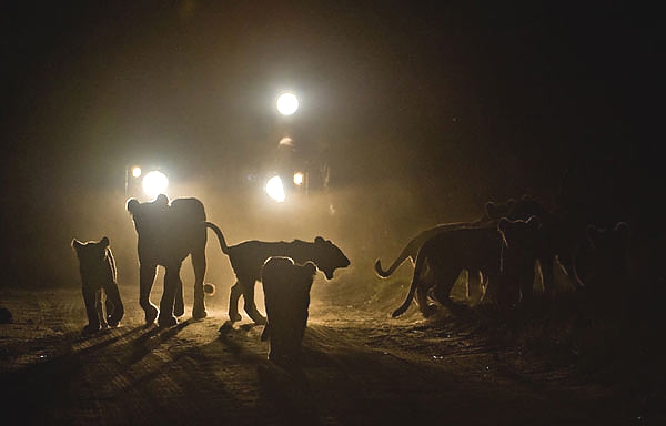 2 DAY -1 NIGHT SAFARI