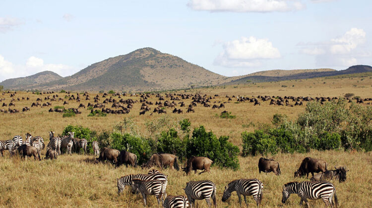 2 DAY FLY-IN SAFARI TO THE GREAT MASAI MARA