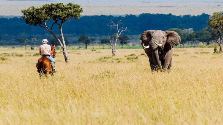 2 DAY SAFARI TO AMBOSELI PARK AND ELEPHANTS