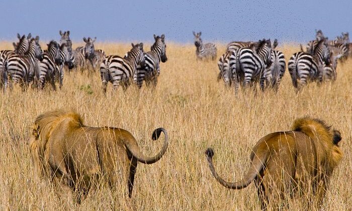 2 Day Tsavo East & Taita Hills / Saltlick Safari