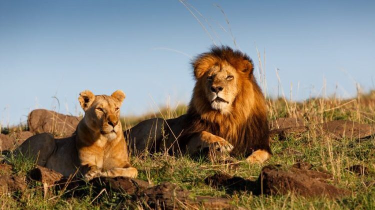 3-DAY AIR SAFARI TO STUNNING AMBOSELI PARK