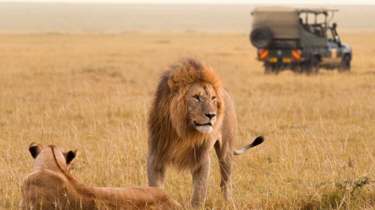 3 DAY MASAI MARA SHARED GROUP SAFARI