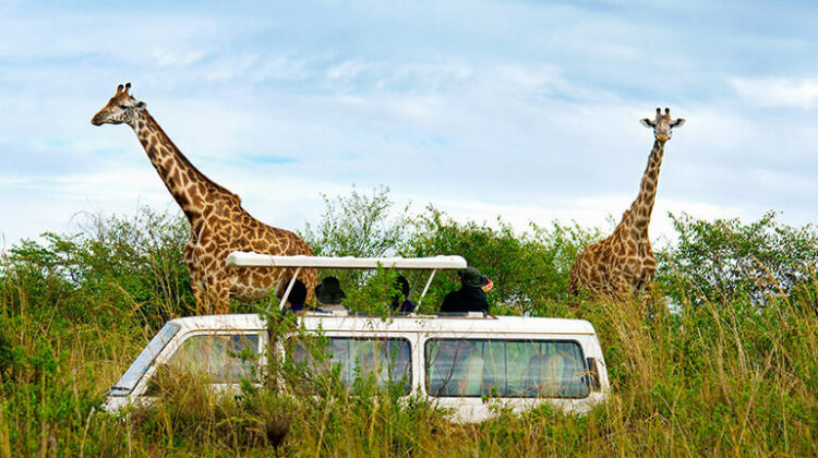 3 DAY NORTHERN SAFARI – ABERDARE NATIONAL PARK & OL PEJETA WILDLIFE SANCTUARY