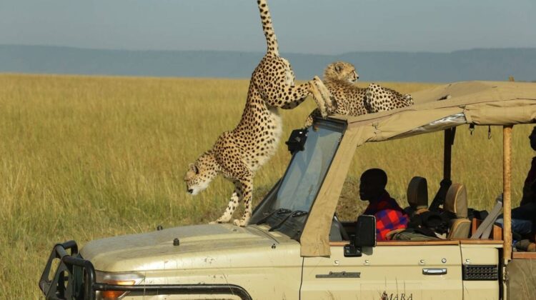 3 DAYS, 2 NATIONAL PARKS – KENYA BEACH TO NAIROBI SAFARI