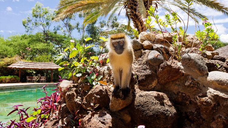 3 DAYS – 2 DRAMATIC NATIONAL PARKS – Beach to Beach Safari