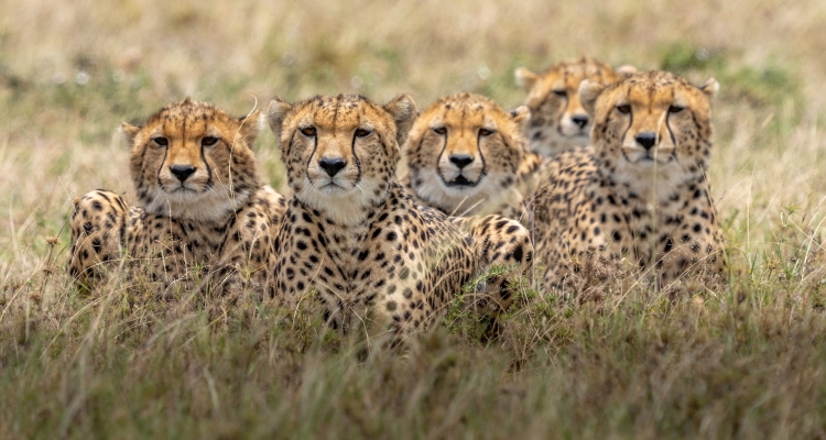 3-Day Safari: Nairobi to Tsavo West & Amboseli National Parks