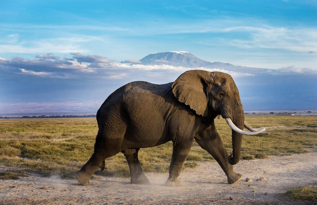 3-day Masai Mara flight safari with private 4×4 jeep