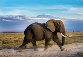 3-day Masai Mara flight safari with private 4×4 jeep