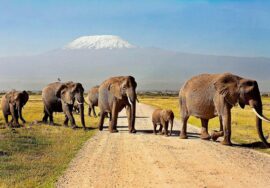 3-day, Samburu Game Reserve Safari in 4×4 Jeep