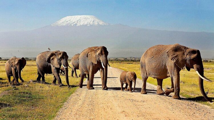 3-day, Samburu Game Reserve Safari in 4×4 Jeep