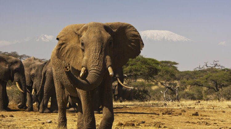 3-day safari: Mombasa – Tsavo East – Amboseli