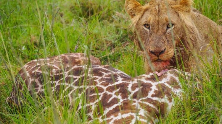 4 DAY SAFARI – LAKE NAIVASHA AREA ATTRACTIONS & MASAI MARA RESERVE