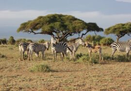 4 DAY SAFARI – TSAVO EAST, TSAVO WEST & AMBOSELI NATIONAL PARKS