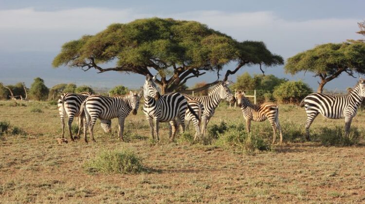 4 DAY SAFARI – TSAVO EAST, TSAVO WEST & AMBOSELI NATIONAL PARKS