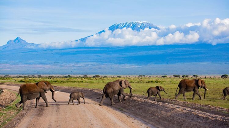 4 DAYS, 3 NIGHTS MASAI MARA GAME RESERVE SAFARI